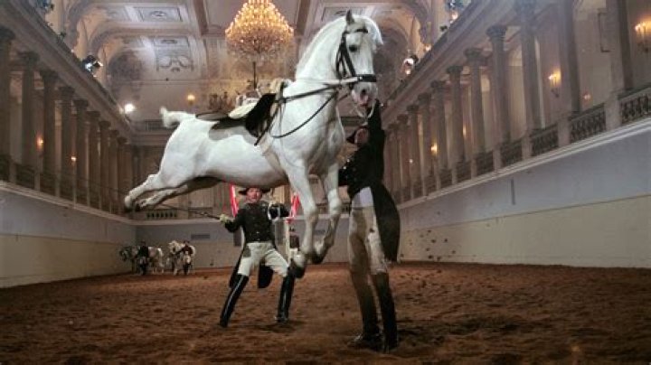 Dancing Horses