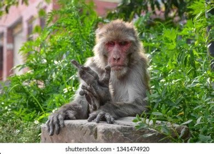 Monkey Showing Middle Finger Nepal Stock Photo 1341474920 Shutterstock
