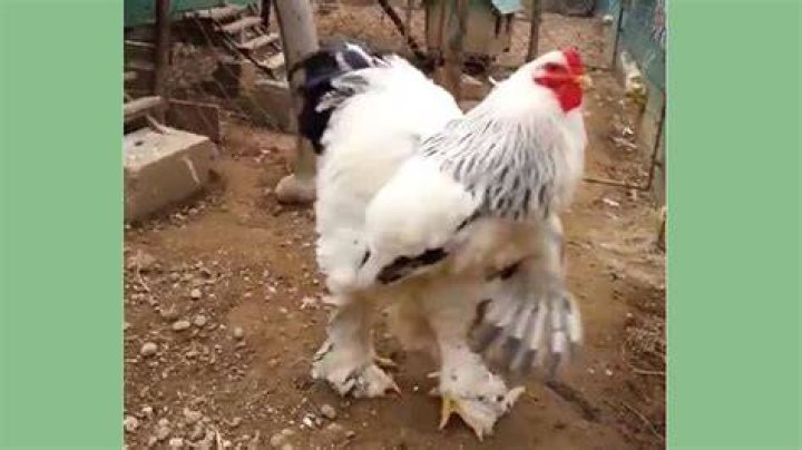 This giant chicken is ruffling feathers all over the