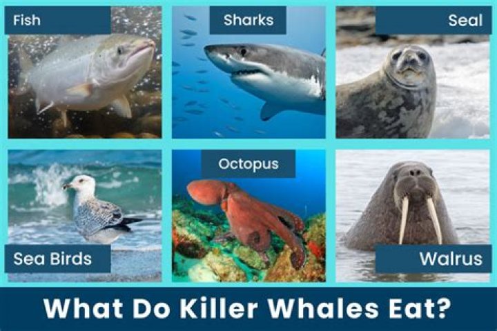 What do Orcas eat? A Complete Guide 2022 Feeding Nature