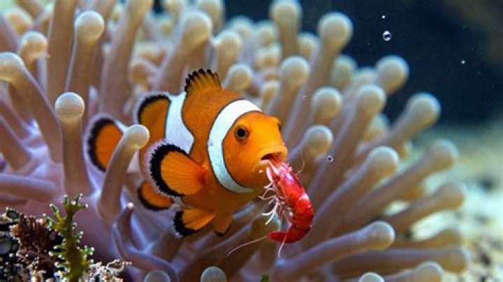 What Does Ocellaris Clownfish Eat Printable Templates vrogue.co